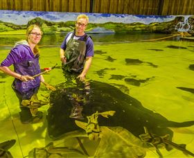 Irukandji Shark And Ray Encounters - Accommodation Resorts 3