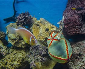 Irukandji Shark And Ray Encounters - Accommodation Resorts 6