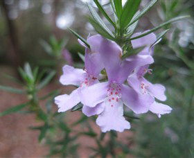 Booderee National Park Botanic Gardens - Accommodation Resorts 5
