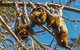 Wingham Brush Nature Reserve - thumb 2