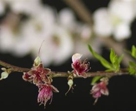 Fruit Salad Tree Company - Accommodation Resorts 1