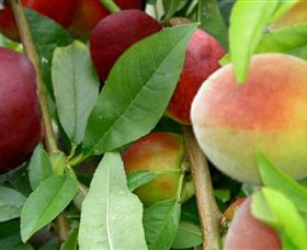 Fruit Salad Tree Company - Accommodation Resorts 0