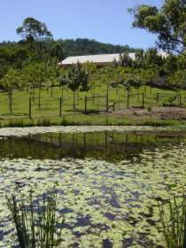 Mount Nathan Winery - Accommodation Resorts 2