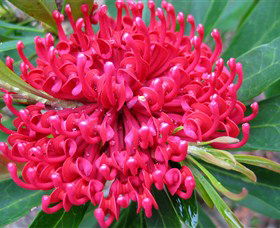 Booderee National Park: Green Patch And Telegraph Creek Walking Tracks - Accommodation Resorts 3