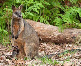 Booderee National Park: Green Patch And Telegraph Creek Walking Tracks - Accommodation Resorts 7