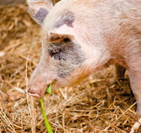 Djanbung Permaculture Gardens - Accommodation Resorts