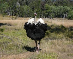 Glen Ian Ostrich And Emu Farm - Accommodation Resorts 1