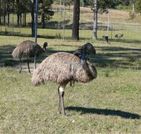 Glen Ian Ostrich and Emu Farm - Accommodation Resorts