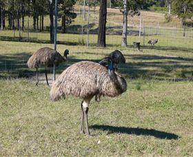 Glen Ian Ostrich And Emu Farm - Accommodation Resorts 0