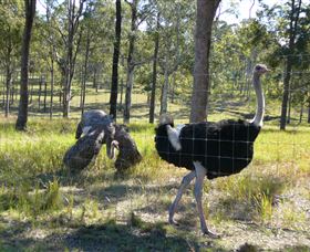 Glen Ian Ostrich And Emu Farm - Accommodation Resorts 2