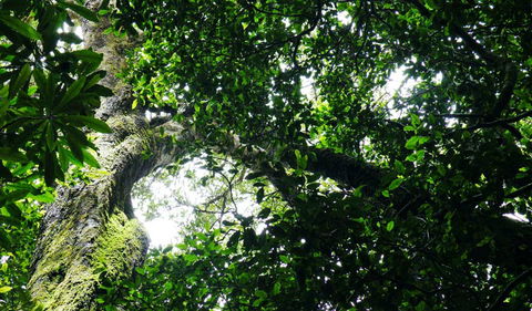 Wollumbin National Park - Accommodation Resorts 1