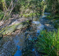 Dawson River walking track - Accommodation Resorts