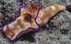 Curtain Artificial Reef Dive Site - thumb 0