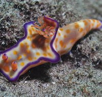 Curtain Artificial Reef Dive Site - Accommodation Resorts