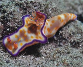 Curtain Artificial Reef Dive Site - Accommodation Resorts 0
