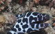 Curtain Artificial Reef Dive Site - thumb 2
