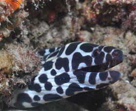 Curtain Artificial Reef Dive Site - Accommodation Resorts 2