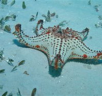 The Pines Dive Site - Accommodation Resorts