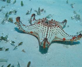 The Pines Dive Site - Accommodation Resorts 0