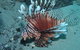 The Pines Dive Site - thumb 1