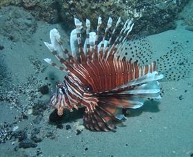 The Pines Dive Site - Accommodation Resorts 1