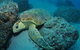 The Pines Dive Site - thumb 3