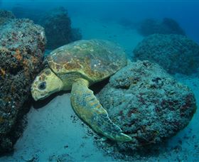 The Pines Dive Site - Accommodation Resorts 3