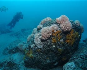 The Pines Dive Site - Accommodation Resorts 2