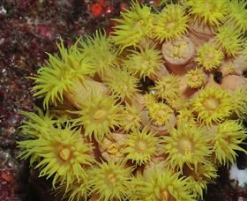 Gotham City Dive Site - Accommodation Resorts 2