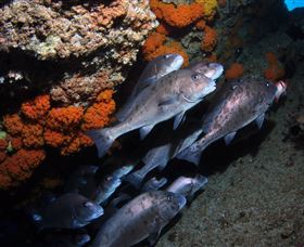 Gotham City Dive Site - Accommodation Resorts 3