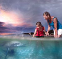 Tangalooma Dolphin Feeding - Accommodation Resorts