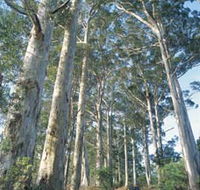 The Great Forest Trees Drive - Accommodation Resorts