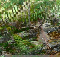 Wollumbin-Mount Warning National Park - Accommodation Resorts