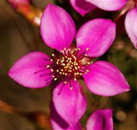 Flora - Accommodation Resorts