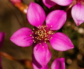 Flora - Accommodation Resorts 0