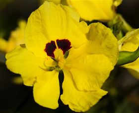 Flora - Accommodation Resorts 1