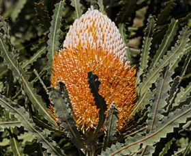 Flora - Accommodation Resorts 2