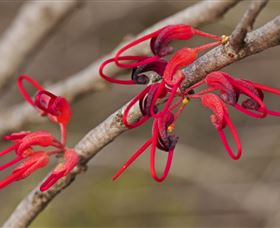 Flora - Accommodation Resorts 3