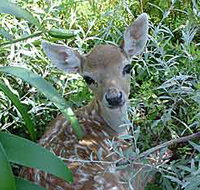 Mesopotamia Lodge Deer Park - Accommodation Resorts