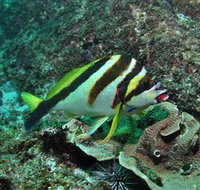 Palm Beach Reef Dive Site - Accommodation Resorts