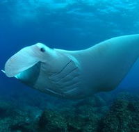 Manta Bommie Dive Site - Accommodation Resorts