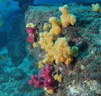 Shag Rock Dive Site - Accommodation Resorts