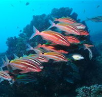 Flat Rock Dive Site - Accommodation Resorts