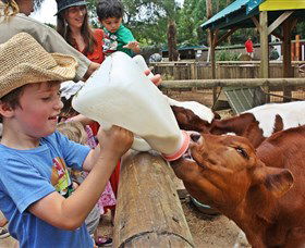 Macadamia Castle - Accommodation Resorts 5