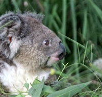 Koala Hospital - Accommodation Resorts