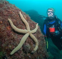 Cook Island Dive Site - Accommodation Resorts