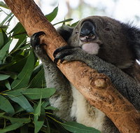 Macquarie Nature Reserve - Accommodation Resorts
