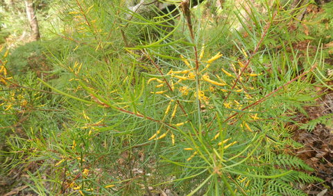 Kinchela Trig Lookout Walk - Accommodation Resorts 1