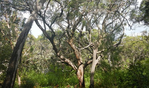 Kinchela Trig Lookout Walk - Accommodation Resorts 2