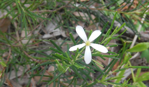 Kinchela Trig Lookout Walk - Accommodation Resorts 3